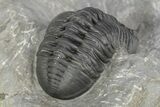 Morocconites Trilobite Fossil - Ofaten, Morocco #312790-3